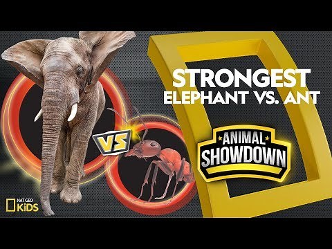 Elephant vs. Ant: Battle for the Strongest | Animal Showdown