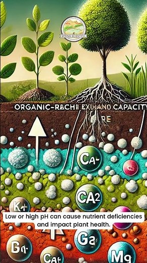 Chemical Properties of Soil: Boost Fertility with pH & Nutrient Management | Spring Scientific | Edu