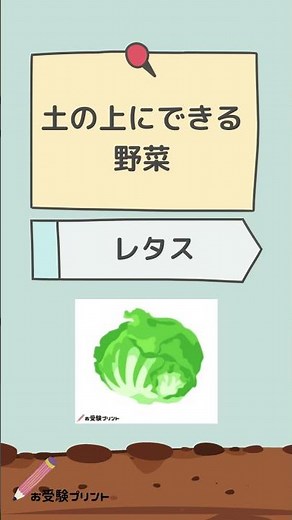 土の上にできる野菜一覧（17種）と土の中にできる野菜一覧（6種）小学校受験対策で覚えたい野菜シリーズ