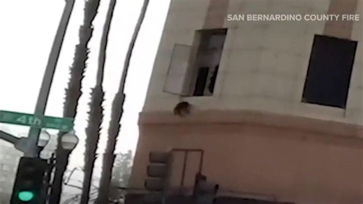 Cat jumps out of burning building