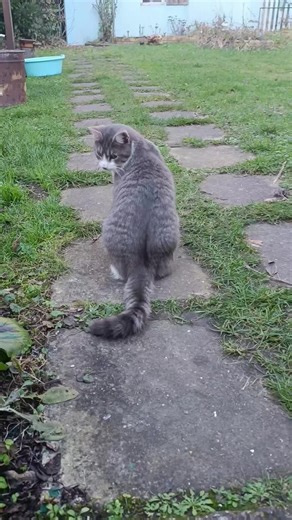 Freddie's sassy walk #cat #chat #sassycat #fyp #cats