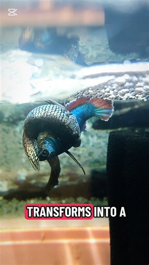 Aqua Life | The delicate dance of betta breeding. From embrace to wrigglers in 48 hours 👑🐠 #BettaBreeding #BettaFish #Aquarium #FishBreeding #betta | Instagram