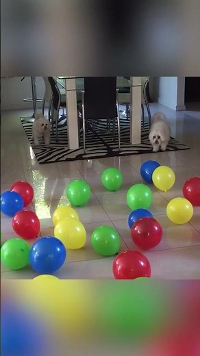 Fear of Balloons | Pet Phobia