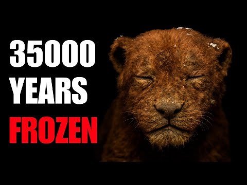 Latest Discovery: 35,000-Year-Old Saber-Tooth Cub Rewrites History | Science Documentary