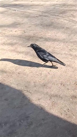 Der schwarze Rabe und das Rabenfutter - The black raven in the park - Leipzig Palmengarten 2026 1/2