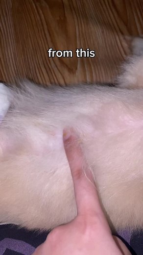 Cassiel Pet Antifungal Wound Spray For Itching, Ringworm, Mange, Anti Tick And Flea For Dogs & Cat Skin #petspray #petsoftiktok #petlover #ringworm #petskinproblems #petlife #petproblems #furparent #dogsoftiktok #dogtok #dogcare