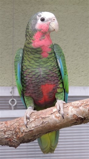 Tony Silva on Instagram: "The Cuban Amazon is an active, vocal and beautiful Caribbean species. Of the parrots from that region it is the most common in Aviculture. They are fair talkers"