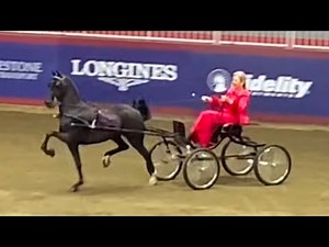 Hackney Pony Fine Harness Carriage Driving The Royal Agricultural Winter Fair 2024 Horse Show
