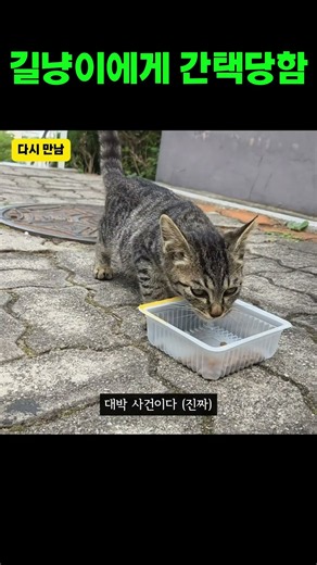 냥줍하고 싶어 미치겠는데 못 데려오는 현실 #고양이 #간택 #cat