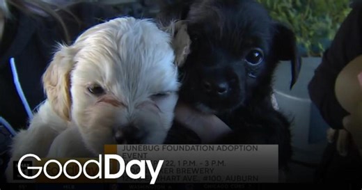 Find Your Lovable Pet to Adopt at the Junebug Foundation Event!