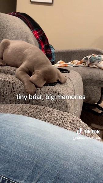 she still loves cupholders 🥺😂#creatorsearchinsights #throwback #favoritememories #puppytiktok #silverlab