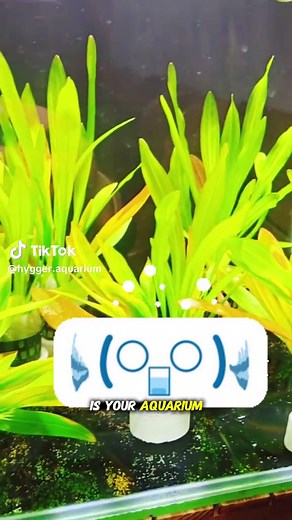 Enhance Your Aquarium with Perfect Lighting Solutions