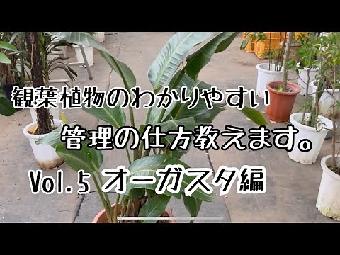 観葉植物のわかりやすい管理の仕方オーガスタ編