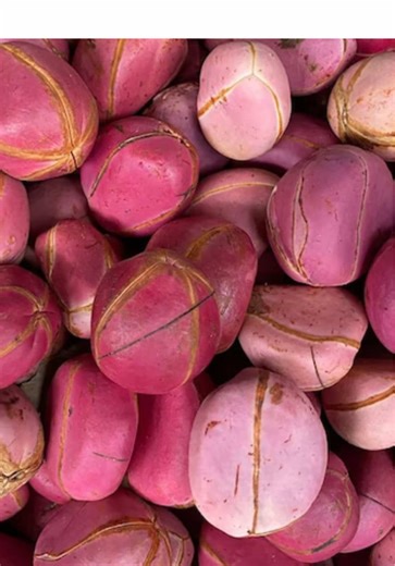 Most people know the kola nut as a symbol of hospitality in West Africa, but many do not know it also serves as a powerful natural dye. In The Gambia, artisans crush aged nuts to extract a rich orange pigment that is used to create intricate tie dye patterns on fabric. It is an ancient skill that transforms nature into art. Although imported chemicals are replacing natural methods, a few dedicated craftsmen continue to preserve this heritage. Would you wear a piece dyed with natural pigments lik