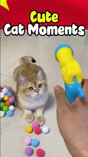 cute cat moments part 2