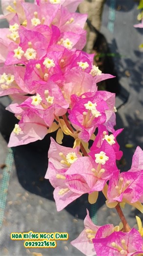 Trên cả tuyệt vời phải không ạ?❤️❤️❤️