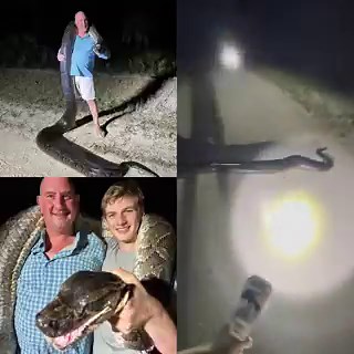 A 198-pound Burmese python captured in Florida is reportedly the second heaviest ever caught in the state. The snake measured over 17 feet.😳🐍