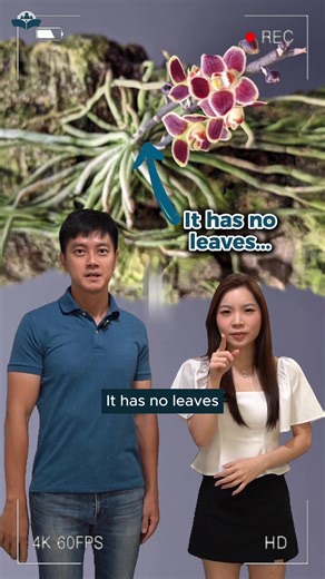 This orchid has ZERO leaves… but still alive?! 🌿😂 It basically photosynthesises with its roots, like “I don’t need leaves, I’m built different.” Science is wild. Your kid can learn it the fun way too. #GradeSolution #GradeSolutionLearningCentre #Adaptably #OnlineTuitionSG #PSLE #ZoomClassroom #Singapore #SingaporeEducation