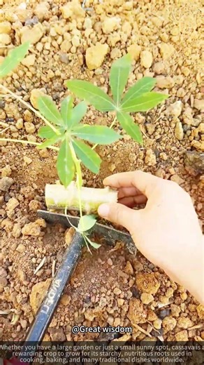 How to Grow Cassava! 🌱🪴