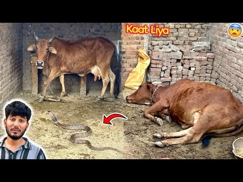 A lot of snakes came out in the pet house 😱🐍 | They bit our cow💔