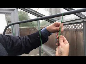 Stringing Tomato Plants - No Clip Method