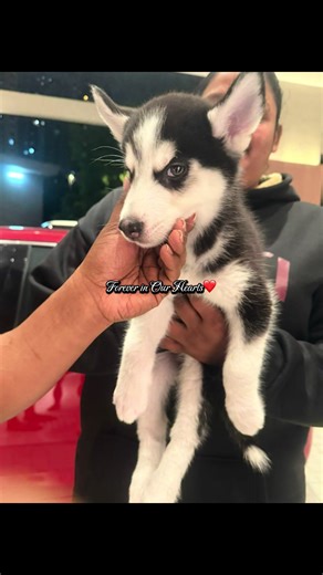 Simba's Journey: A Heartfelt Goodbye to Our Beloved Pup