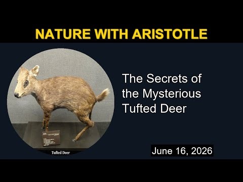 The Secrets of the Mysterious Tufted Deer\n | Nature with Aristotle