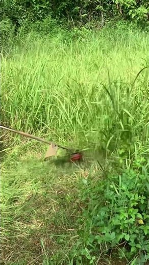 산소에서 예초기 작업.#풀 #잔디 #벌초 #예초기 #줄날 #칼날 #ZENOAH #BK4302 #automobile #줄다리기 #farming #lawncare #satisfying