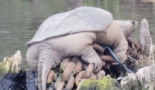 Meet ‘Chonkosaurus,’ the Chicago River’s massive, fat snapping turtle