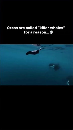 The ocean’s true apex predator
