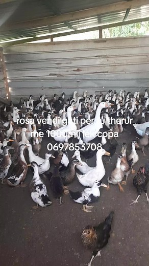 Exploring a Diverse Group of Ducks and Geese