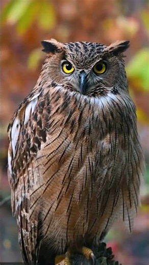 Angry eyes #wildlife