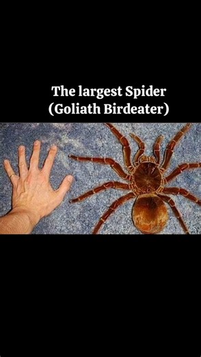 Smallest Vs Largest Animals 😮 |Part-4|