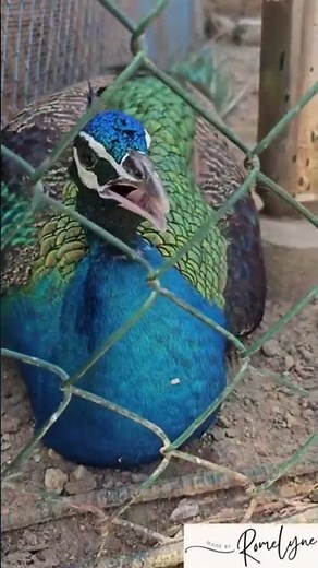 Peacock ~ Beautiful Bird