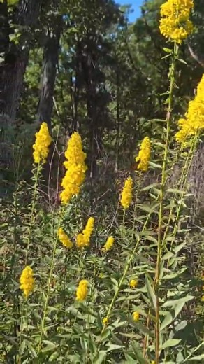 5.4K views · 81 reactions | While out checking a Timber Stand...