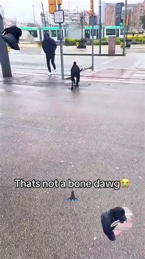 TikTok Animals Featuring Don Pollo