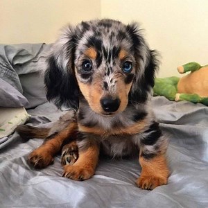 Dapple Long Haired Mini Dachshund | PETSIDI