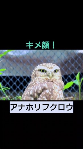 こっちをキメ顔で見るアナホリフクロウ🦉