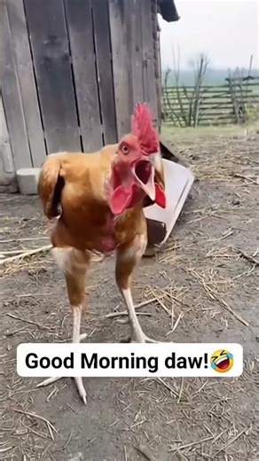 Good Morning Daw 🤣 #shortsvideo