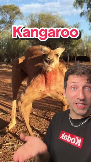 Understanding Aggression in Red Kangaroos