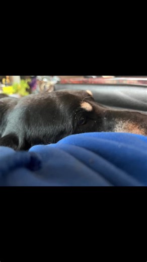 Donald Harris (@donald.harris298)’s videos with Golden Brown - Axel