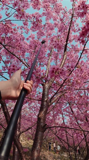 Exploring Cherry Blossoms with Osmo Pocket 3