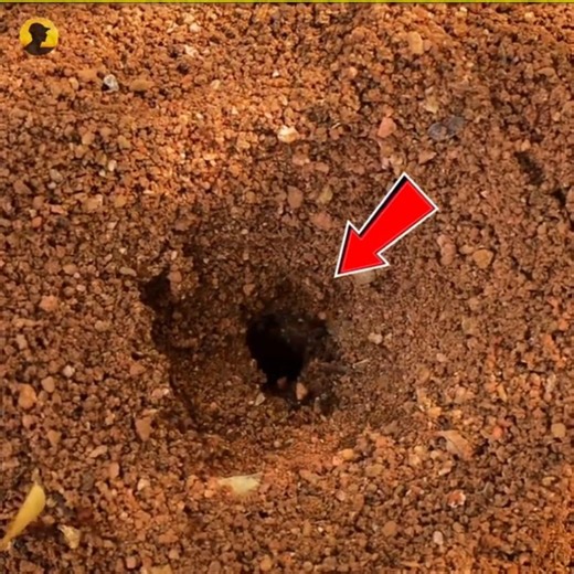 How Big Is an Ant's Nest From Inside 😱