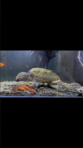 Fujian Alligator Snapping Turtle hunting a crayfish#AlligatorSnappingTurtle #PredatorFish