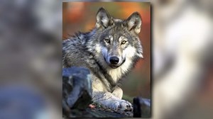Washington wolf killed in Montana after 700-mile journey