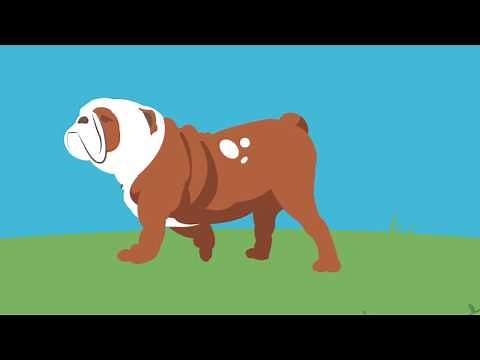 Dog Anal Gland Supplement - Glandex® for Pets