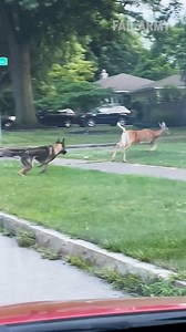 66K views · 244 reactions | Pets are a big responsibility, but not as big as these fails  | FailArmy | Facebook