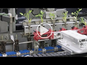 Fully Automated Grafting Innovations for Tomato Seedlings