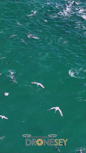 Dolphin Stampede! Drone View of them Chasing Food!