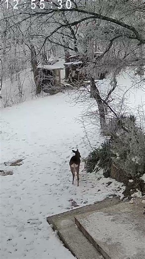 deer are majestic creatures #wildlife #nature #deer #winter #forest #garden